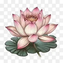 卡通莲花-莲花