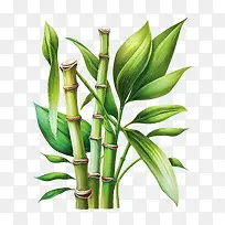 水彩甘蔗-水彩甘蔗绿色甘蔗