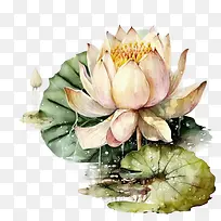 水彩莲花-莲花