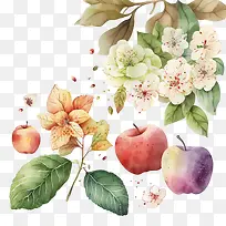 手绘苹果-手绘苹果水彩苹果苹果花叶子