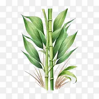 水彩甘蔗-水彩甘蔗绿色甘蔗