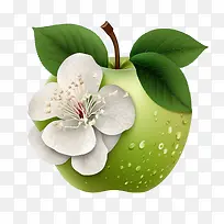 青苹果-青苹果苹果花