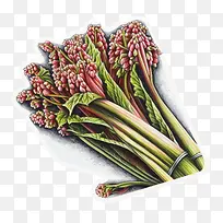 大黄束-大黄束蔬菜大黄