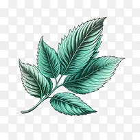 薄荷叶-薄荷叶