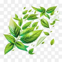 新鲜薄荷叶-新鲜薄荷叶飞翔薄荷叶叶绿色薄荷叶绿叶