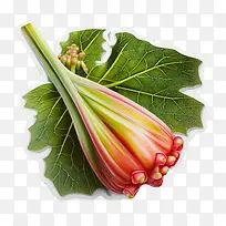 大黄-大黄3d大黄蔬菜该图像显示了花朵的特写视图,花瓣和叶子在前景中可见,茎在背景中。配色方案以红色为主