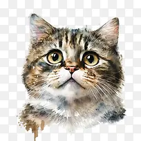 水彩猫-水彩猫可爱的猫猫脸滑稽的猫