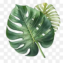 龟背竹-龟背竹叶