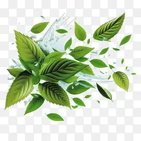 新鲜薄荷叶-新鲜薄荷叶飞翔薄荷叶叶绿薄荷叶绿叶