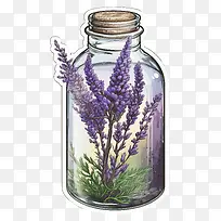 薰衣草-薰衣草