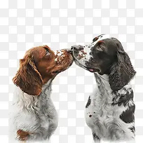 接吻-接吻卡通接吻动物接吻接吻日西班牙猎犬