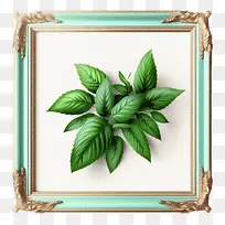 绿薄荷-绿薄荷薄荷叶薄荷框架绿叶植物群