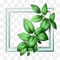 绿薄荷-绿薄荷,薄荷叶,薄荷框,绿叶新鲜