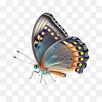 蝴蝶——蝴蝶的翅膀