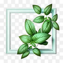 绿薄荷-藤蔓