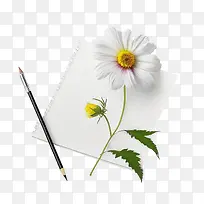 纸上雏菊-雏菊花