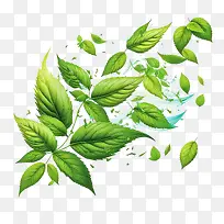 薄荷-薄荷新鲜薄荷飞翔薄荷绿叶