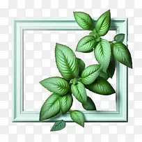 绿薄荷-白框