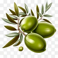 现实的橄榄-健康食品