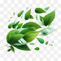 薄荷-薄荷新鲜薄荷飞翔薄荷绿叶
