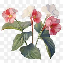凤仙花-凤仙花水彩凤仙花花瓣花盛开