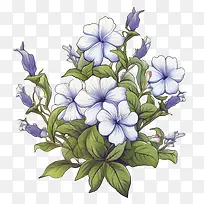 长春花-长春花花束鲜花蓝绿色