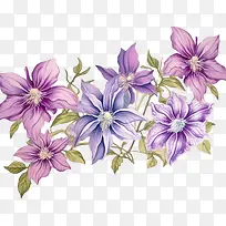 铁线莲花-铁线莲花铁线莲紫色花朵紫色花瓣紫色花朵