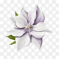 铁线莲花-铁线莲花铁线莲紫色花瓣