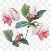 凤仙花-粉红色的花