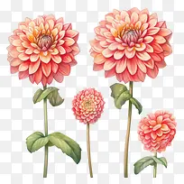 大丽花-大丽花大丽花花水彩大丽花花达尔花