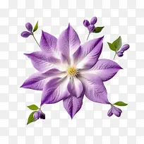 铁线莲花-铁线莲花铁线莲