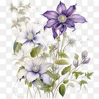 铁线莲花-铁线莲花铁线莲紫色花白色花水彩