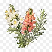 金鱼草-金鱼草平金鱼草红色花朵白色花朵粉红色花朵