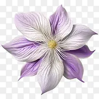 铁线莲花-铁线莲花铁线莲紫色白色花