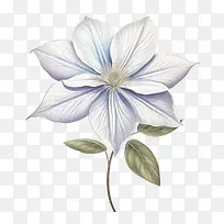 铁线莲花-铁线莲花铁线莲