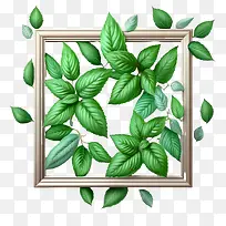 薄荷-薄荷绿薄荷薄荷框架绿叶天然