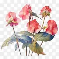凤仙花-凤仙花水彩凤仙花粉红色的花朵水彩画花园