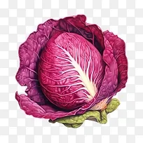 红甘蓝-红甘蓝卷心菜蔬菜蔬菜水果