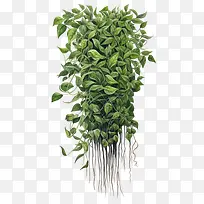 绿色长植物-藤蔓