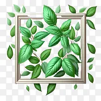 薄荷-薄荷绿薄荷框框绿叶