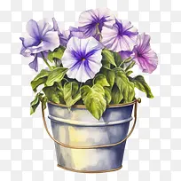 水彩矮牵牛花-水彩矮牵牛花矮牵牛花水桶花盆里的矮牵牛花