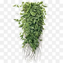 绿色长植物-绿色长植物植物藤蔓植物绿色悬挂