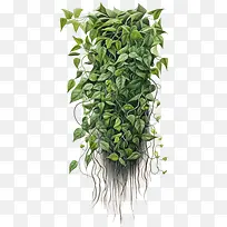 绿色长植物-藤蔓