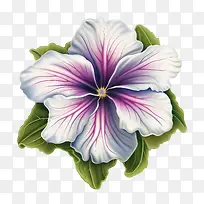矮牵牛花-紫色的花