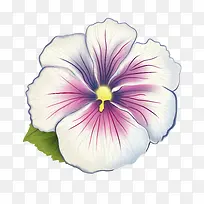 矮牵牛花-花瓣