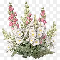 金鱼草-金鱼草金鱼草花花粉红色白色