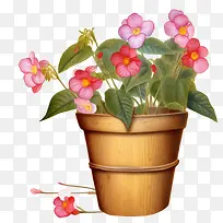 凤仙花-凤仙花