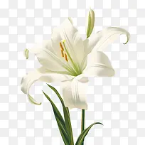 百合-百合3d百合白百合花植物