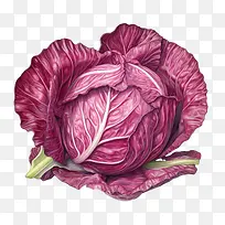 红甘蓝-红甘蓝红甘蓝彩色甘蓝艺术插画食品