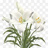 百合-白花